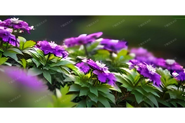 武汉方言中的茶生活，一口茶话儿暖身心